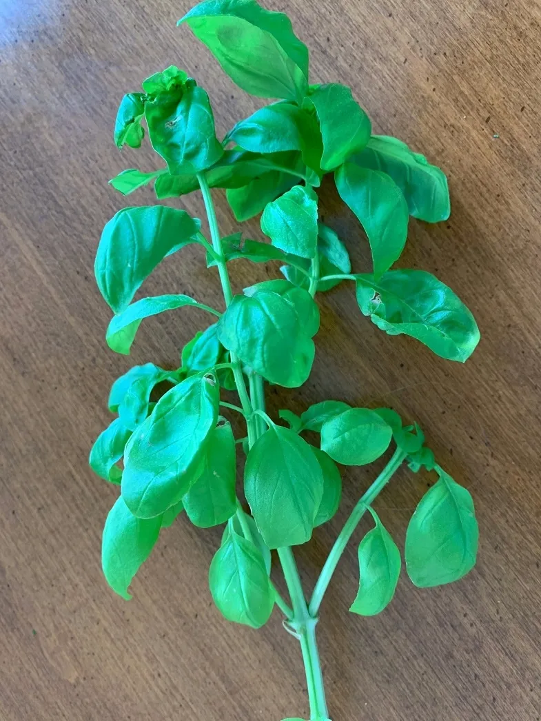 basil leaves